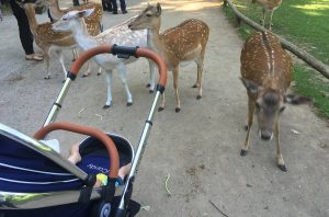 Reisetipps Düsseldorf mit Baby Tierpark