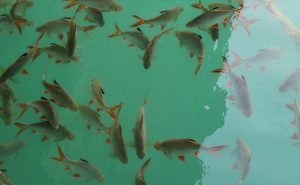 Cheow Lan See mit Kindern Fische