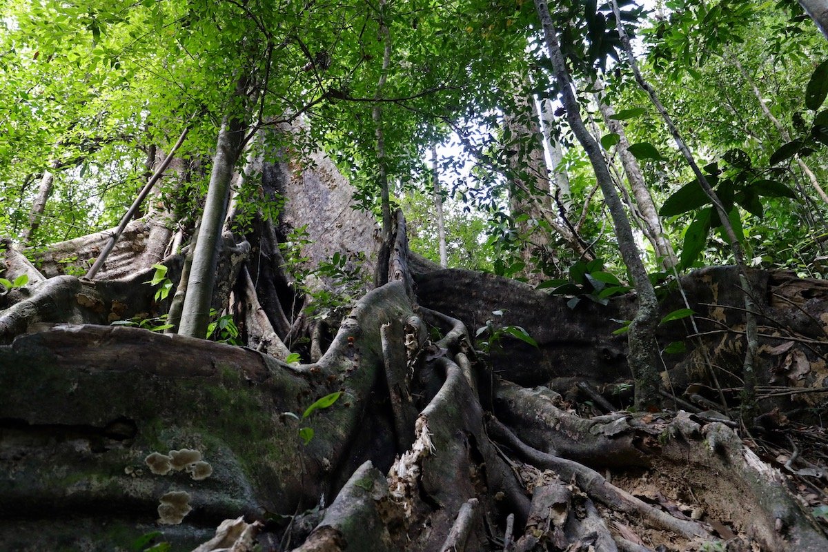 Khao Sok Nationalpark Urwald Riesen