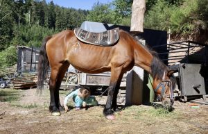 Urlaub auf dem Bauernhof Pferde
